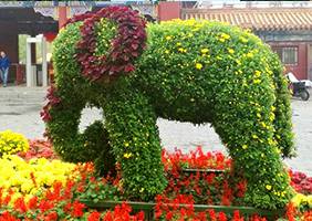 藝菊造型--大象